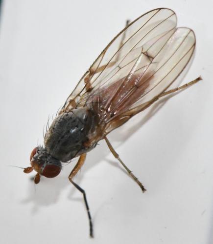 Tephrochlamys flavipes